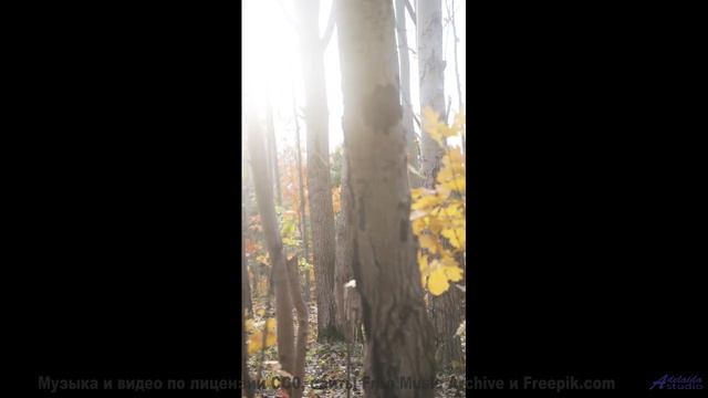 Мелодия раскрывает тайные тропы в сердце лесов - Anons -- Ketsa -- The Calling