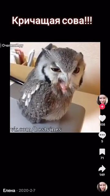 Сова орёт ЭЭЭЭЭЭ спасибо за галочку