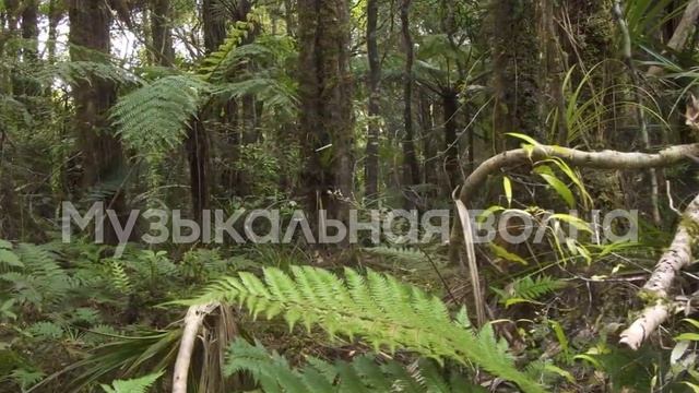 Звуки природы, Звуки Леса, для расслабления и релаксации, для  сна, Медитации, Отдыха