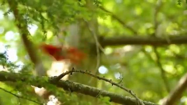 Самые красивые животные на планете: обзор удивительных созданий ч.89