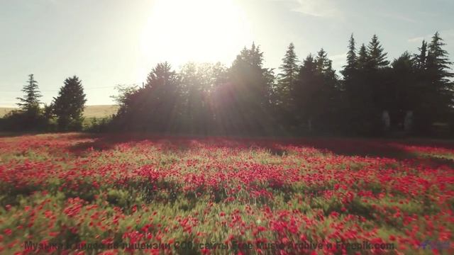 Кадры завораживают, когда каждая нота попадает точно в точку - Symphony No. 1 II. Truth -- Steve Com