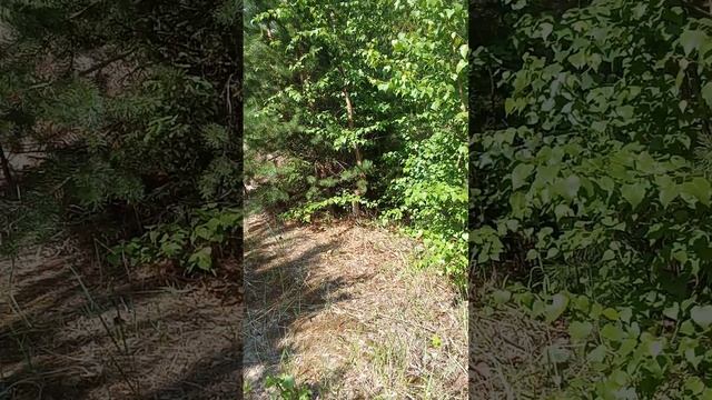 1000022345.mp4