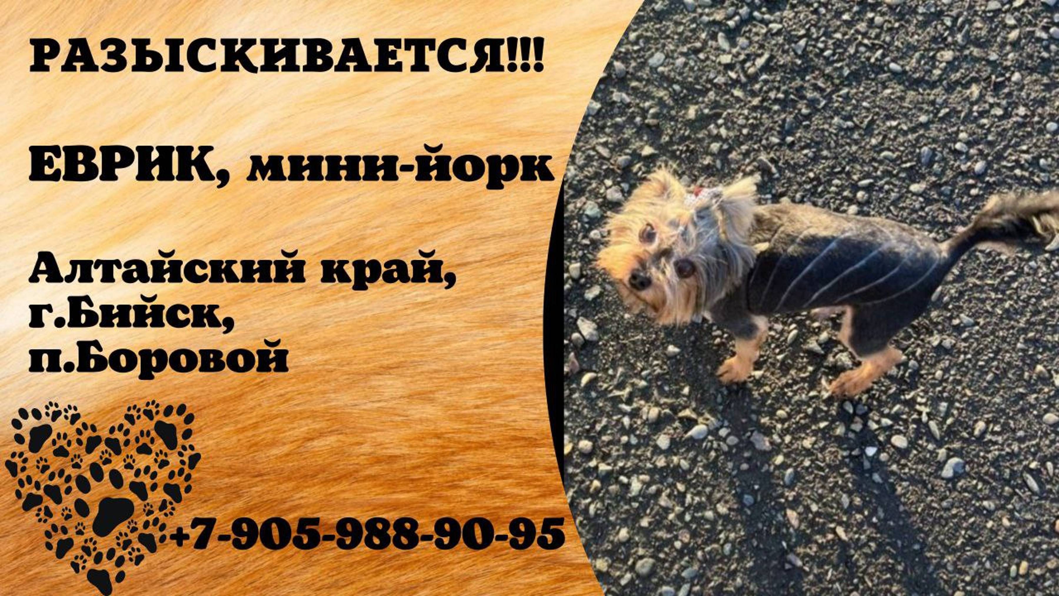 Пропала собака! ЕВРИК. Мини-йорк. Алтайский край, г. Бийск, п. Боровой