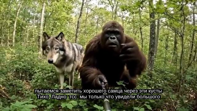 Бигфут и его питомец Волк
