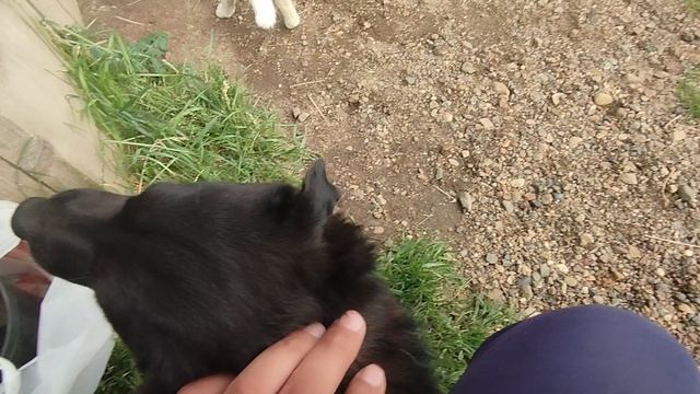 Дарки и Коржик 18-06-2025