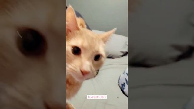 Котики
