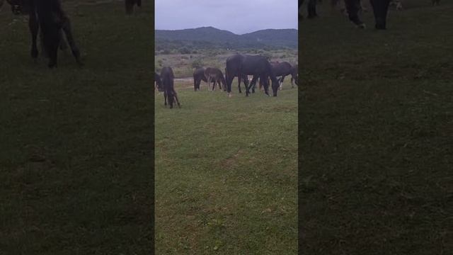 #лошади Осетии #reels #margo #short #shorts #shortvideo #shortsvideo #horsts #nature #funtustic #joy