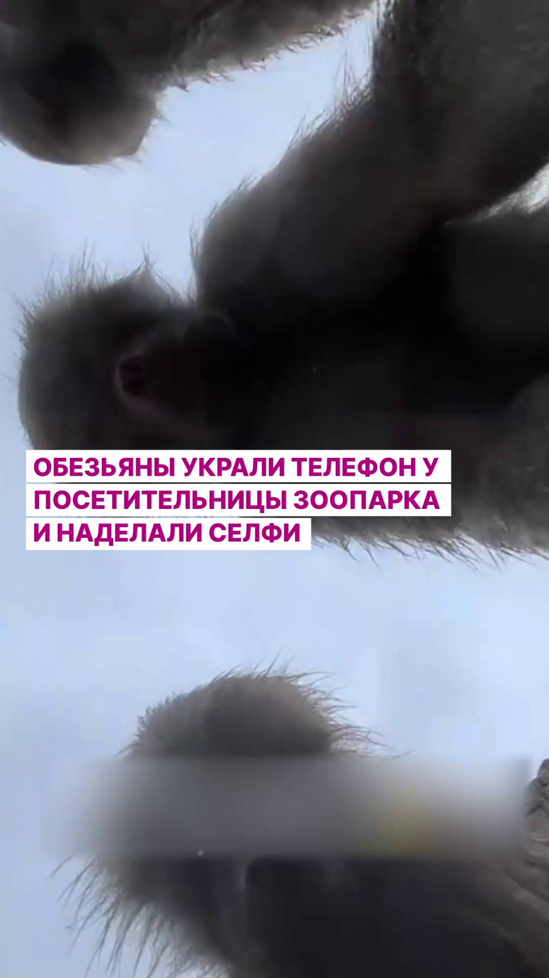 Обезьяны украли телефон у посетительницы зоопарка и наделали селфи