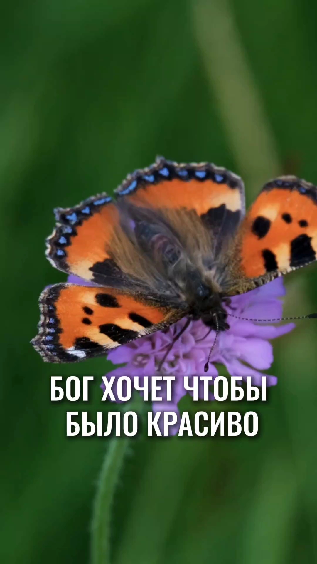 Бог хочет, чтобы было КРАСИВО