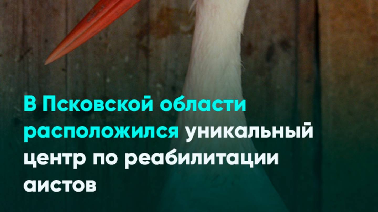 В Псковской области расположился уникальный центр по реабилитации аистов