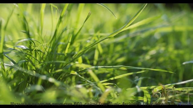 Ты не поймешь, что такое настоящая красота, пока не увидишь это! - Conditional -- Tadz -- Soul Symph