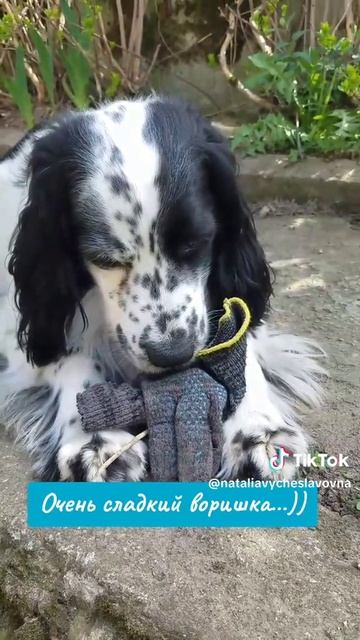 Сладкий воришка...)))