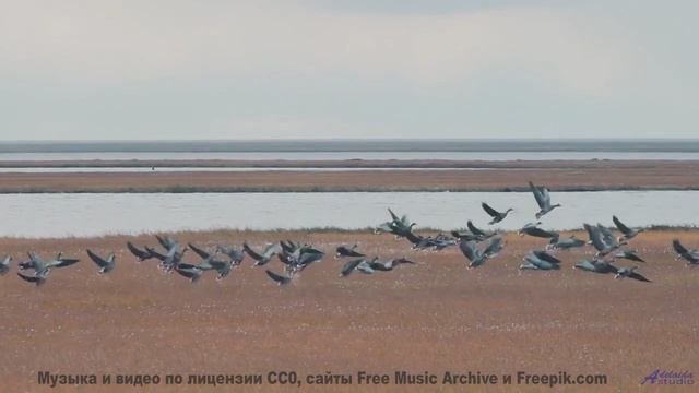 Эта музыка заставит вашу кровь кипеть - осторожно! - How Can Things Be -- HoliznaCC0 -- Orphaned Med