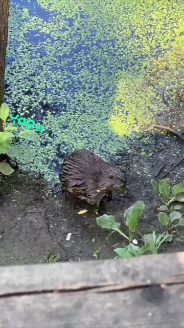 ондатра