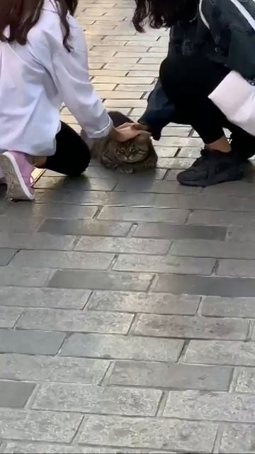 Наш TG https://t.me/liveofcats