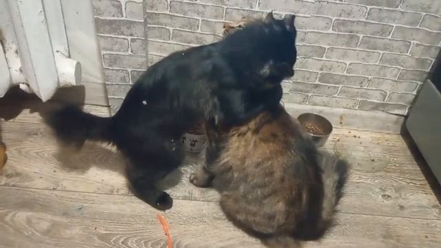 Кот играет, кошка ест — у каждого свои интересы! 😸🍗