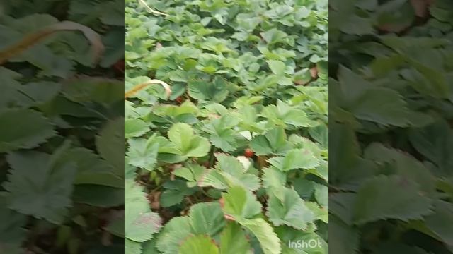 Клубничные грядки/Перекус на даче