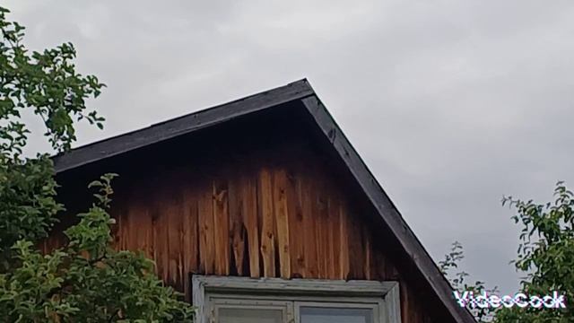 Воробьи спасут от вредителей. Помощники в огороде и саду.