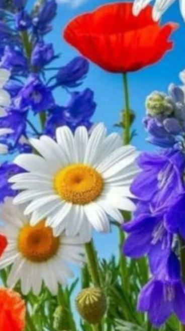 Моё воспроизведения природа.mp4