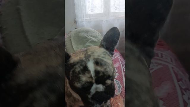 1000027189.mp4