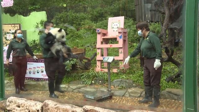 🐼Вечеринка в честь дня рождения панды Мэй Чжу