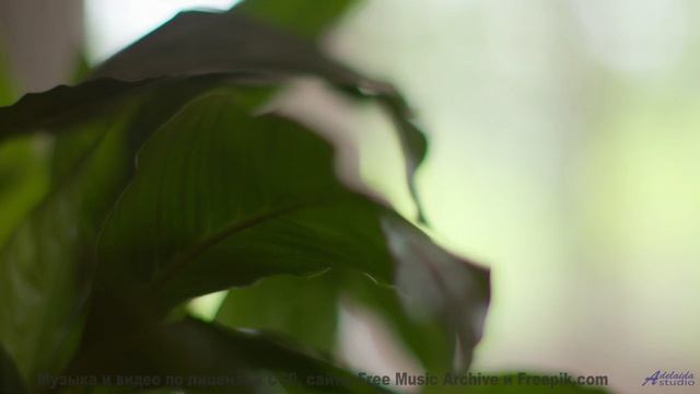 Ощущение, что природа играет на собственных инструментах - Chills -- HoliznaCC0 -- Sad Beats