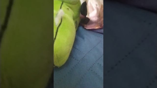 VID_20250618_150528.mp4