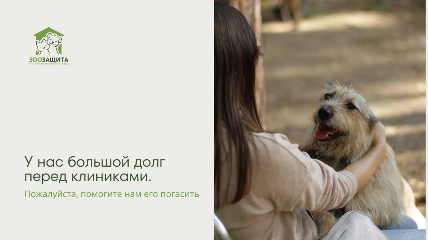 У нас образовался большой долг перед клиниками. Пожалуйста, помогите нам его погасить
