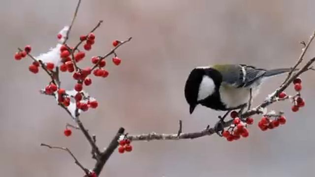 Самые красивые животные на планете: обзор удивительных созданий ч.78