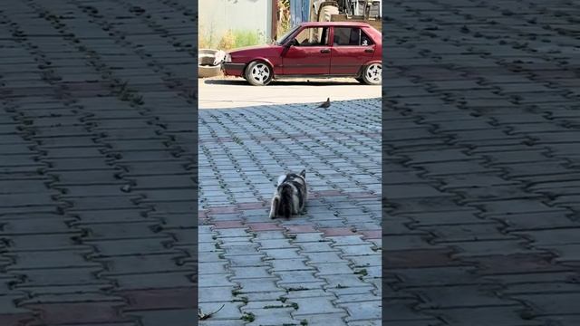 Почти охотник