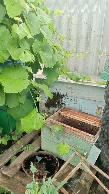 к нам вновь прилетел рой