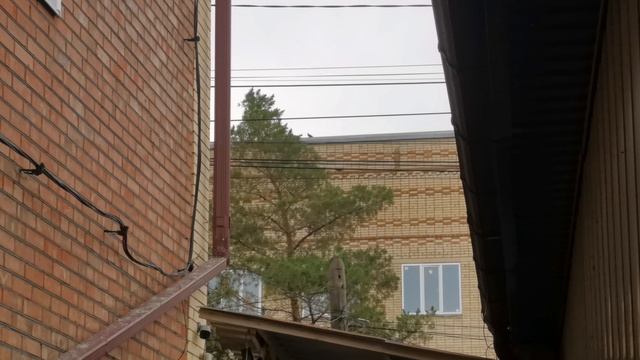 Сосны и ветер | сосна