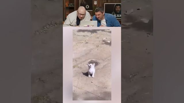 Нельзя Смеяться   #shorts #tiktok #reels #нельзясмеяться #юмор #прикол #смех #мем #memes