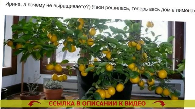 КАК ПРАВИЛЬНО ПОСАДИТЬ ЛИМОН ИЗ КОСТОЧКИ ⛔ ЛИМОН ПАВЛОВСКИЙ