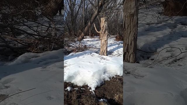 Фотопрогулка по островам Амура с фотоаппаратом "Любитель"