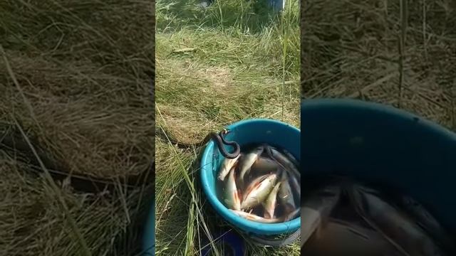 Наглый уж!