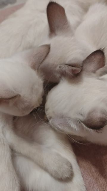 Тайские котята вместе с мамой