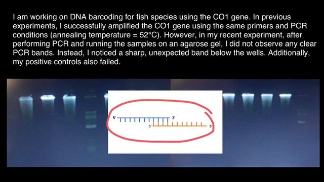 How Primer dimer contamination looks like?