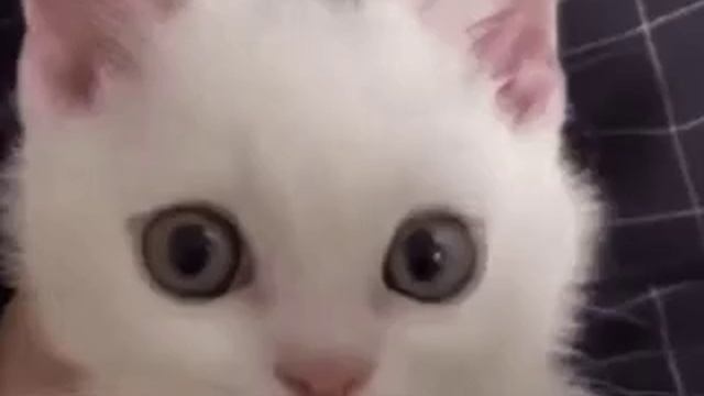 мяу