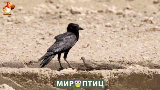 Мир птиц – красота и грация пернатых созданий Природы 🦩🦚🦜 Выпуск (222) 🦉🐦🐤