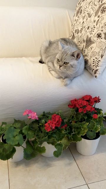 Котик Маню отмечает день рождения 5 лет!