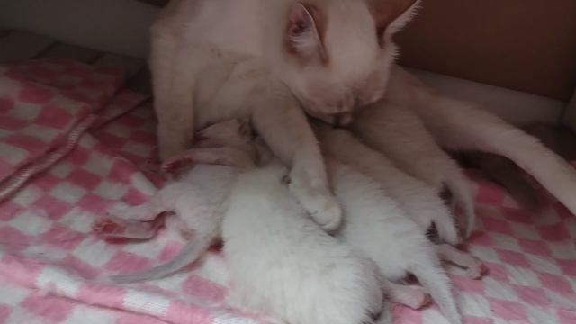 Котятам Чисани 9 дней