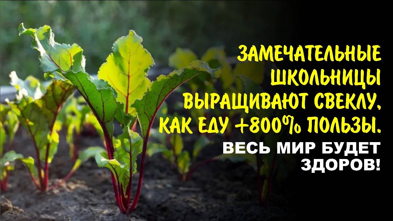 Замечательные школьницы выращивают свеклу — Еду +800% пользы. Весь мир будет здоров!