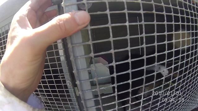 Отсадил всех самок для контроля 18,06,25