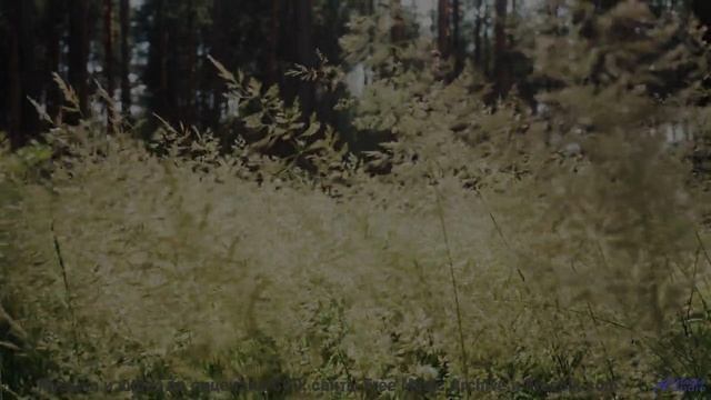 Этот трек - как ключ к древним секретам Земли! - Hot Chip -- Podington Bear -- Homage Fromage (Box S