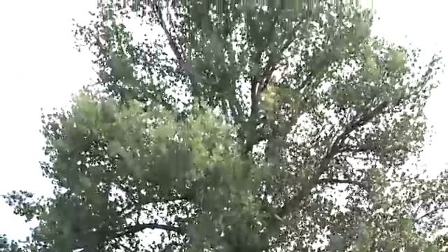 Ловля Крупного карася