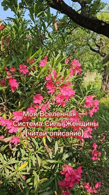 Моя Вселенная — Система Силы Женщины