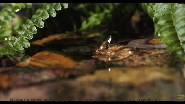 Саунд окутывает, как туман над лесами - Raccoon Family Robinson -- Podington Bear -- Haplessly Happy
