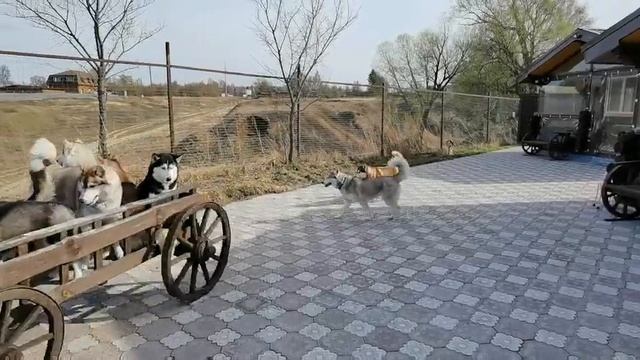 Что такое ездовой спорт?