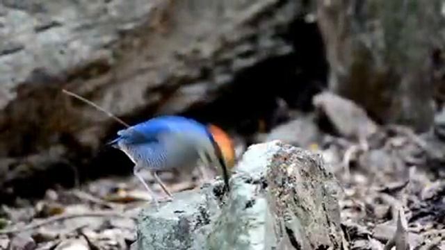 Самые красивые животные на планете: обзор удивительных созданий ч.94